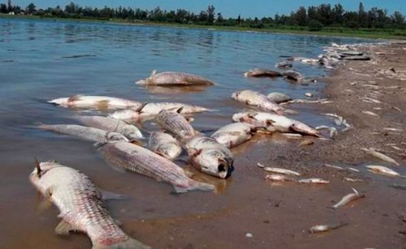 Rige la prohibición total de pesca en Misiones