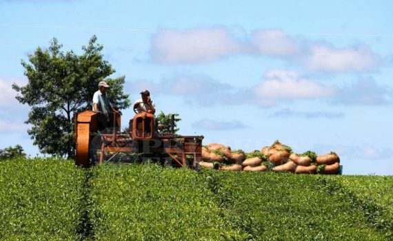 Esperan que se reactiven las exportaciones de té