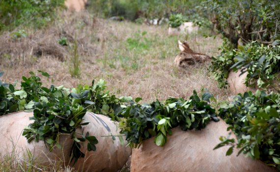 “Vamos a ser inflexibles con el control de calidad en los paquetes de yerba mate”