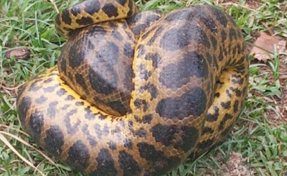 “La boa constrictora es una especie que desaparecerá muy pronto de Misiones”