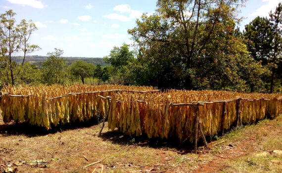 Buscan recuperar la cuenca del tabaco Virginia en Misiones