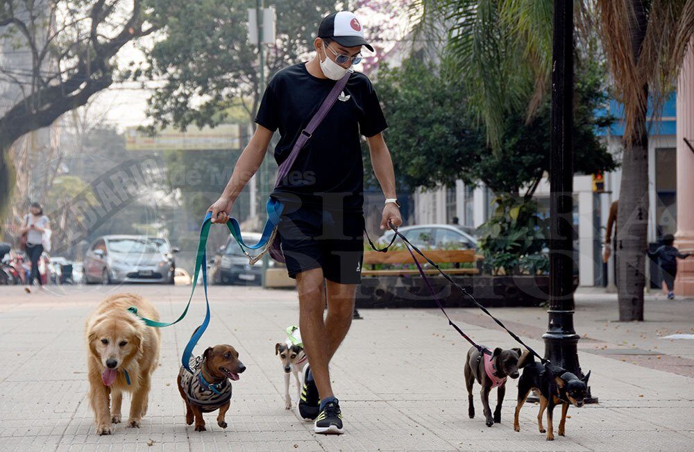 necesitas entrenamiento para ser un paseador de perros