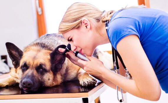 Buscan regular los honorarios de veterinarios