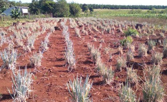 “El Gobierno no entiende lo que significa mantener a los productores en la chacra”