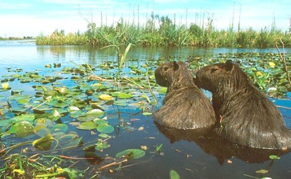 Cuestionaron al Gobierno por la falta de compromiso ambiental