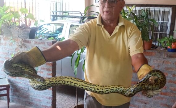 Rescataron una boa curiyú de una casa en el barrio Villa Urquiza