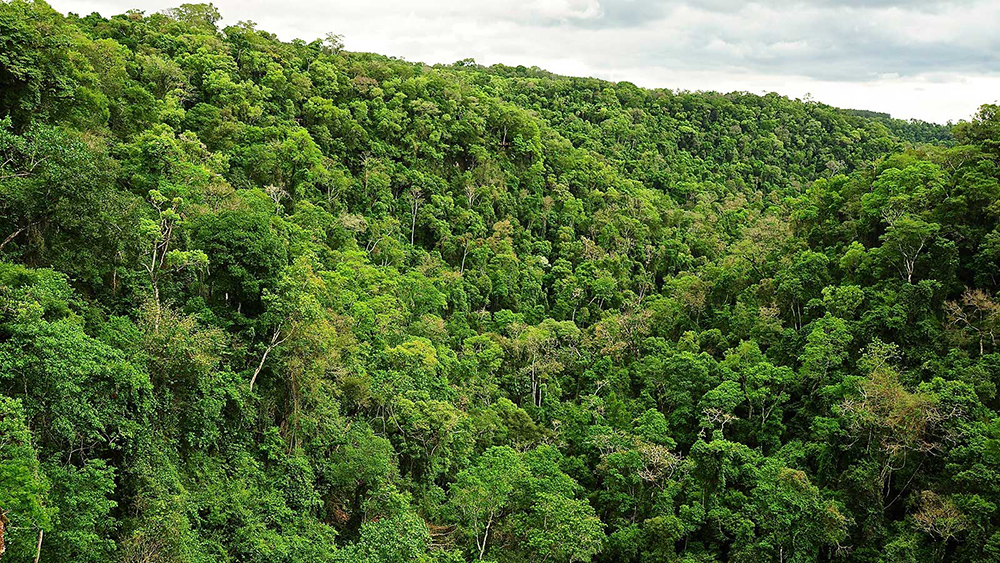 Reclamo Ley de Bosques